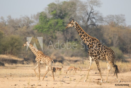 Image de Giraffe in the Timbavati